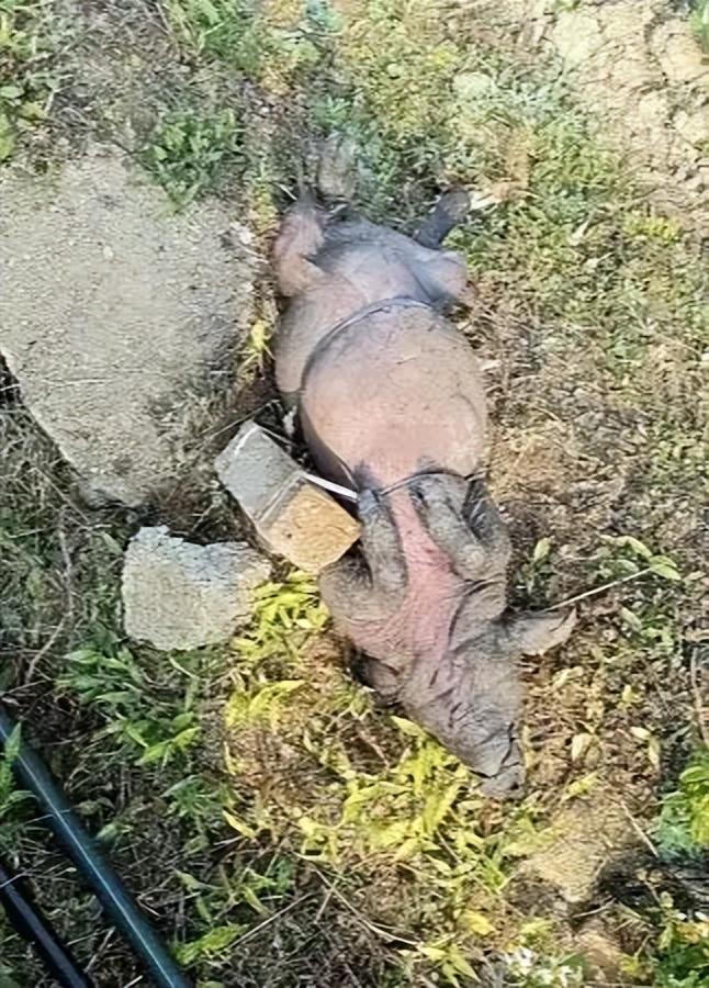 现被绑石头的死猪该井供给了一半村民的饮用水PG电子麻将胡了2模拟器广西村庄水井内发(图2)